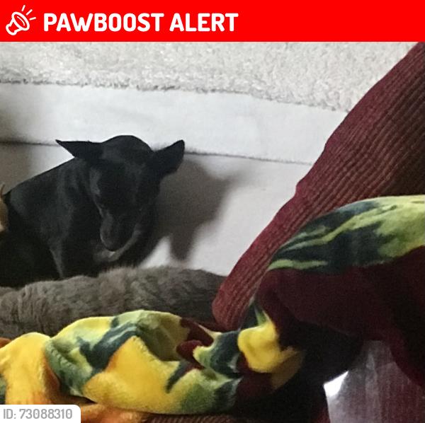 Lost Female Dog last seen Sierra madre ave, Rancho Cucamonga, CA 91730