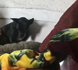 Lost Female Dog last seen Sierra madre ave, Rancho Cucamonga, CA 91730