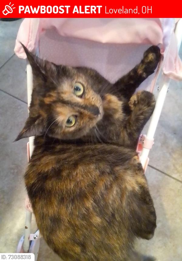 Lost Female Cat last seen Near park avenue  loveland ohio, Loveland, OH 45140