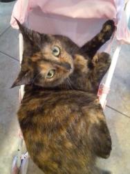 Lost Female Cat last seen Near park avenue  loveland ohio, Loveland, OH 45140