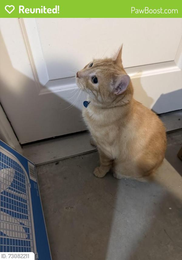 Reunited Male Cat last seen Lake Conroe Village, Willis, TX 77318