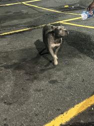 Found/Stray Unknown Dog last seen Food lio., Fayetteville, NC 28304