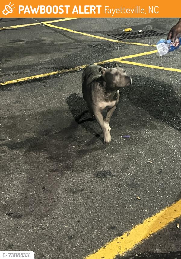 Found/Stray Unknown Dog last seen Food lio., Fayetteville, NC 28304