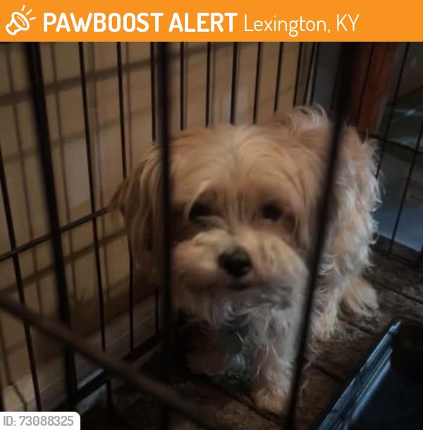 Found/Stray Female Dog last seen Between 7th street & east loudon, Lexington, KY 40502