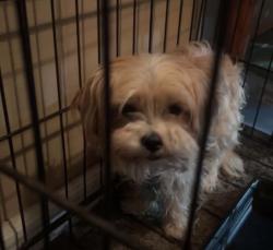 Found/Stray Female Dog last seen Between 7th street & east loudon, Lexington, KY 40502