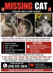 Lost Male Cat last seen Woodbine park and vinton ave, Los Angeles, CA 90034