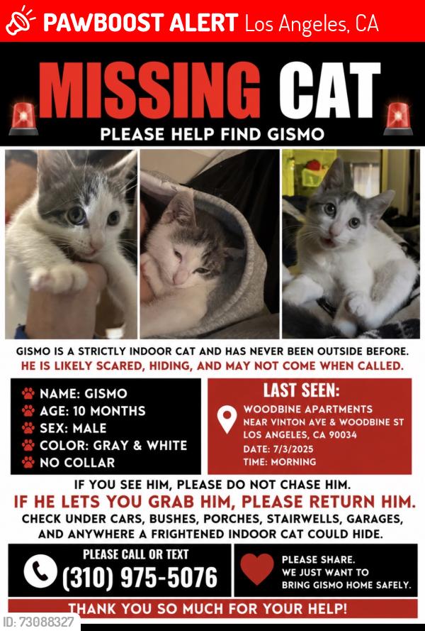 Lost Male Cat last seen Woodbine park and vinton ave, Los Angeles, CA 90034