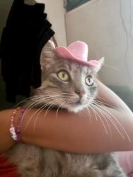 Lost Female Cat last seen Fletcher Park, Santa Maria California, Santa Maria, CA 93458