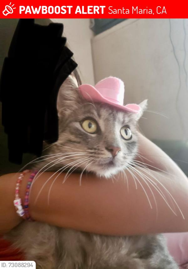 Lost Female Cat last seen Fletcher Park, Santa Maria California, Santa Maria, CA 93458