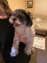 Found/Stray Female Dog last seen Giddings and Ashland, Visalia, CA 93277