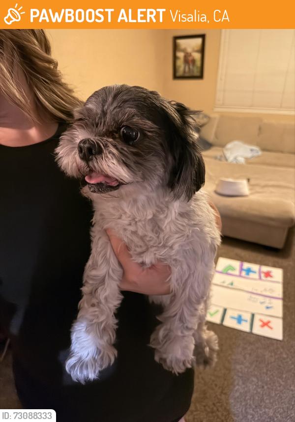 Found/Stray Female Dog last seen Giddings and Ashland, Visalia, CA 93277