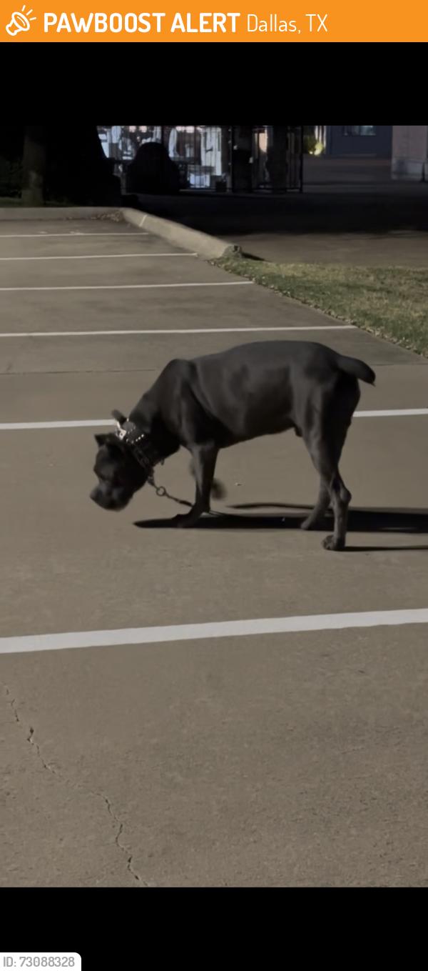 Found/Stray Male Dog last seen In an empty lot with grass, Dallas, TX 75207
