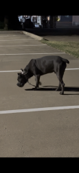 Found/Stray Male Dog last seen In an empty lot with grass, Dallas, TX 75207