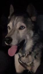 Reunited Unknown Dog last seen Starr Ave x Benicia Rd near Bud's Liquor, Vallejo, CA 94590