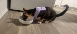Found/Stray Female Cat last seen Cambie and 62nd, Vancouver, BC V6P 3H7