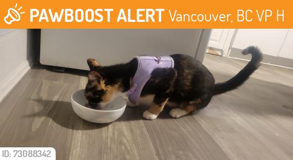 Found/Stray Female Cat last seen Cambie and 62nd, Vancouver, BC V6P 3H7