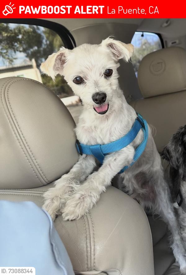 Lost Male Dog last seen Lawnwood st, La Puente, CA 91744