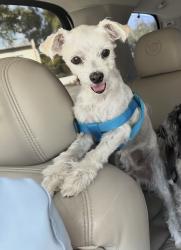 Lost Male Dog last seen Lawnwood st, La Puente, CA 91744