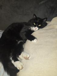 Lost Male Cat last seen Oakham Pastures, Oakham, England 