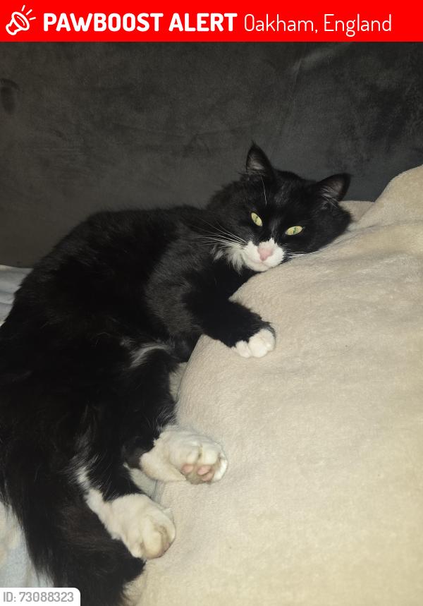 Lost Male Cat last seen Oakham Pastures, Oakham, England 