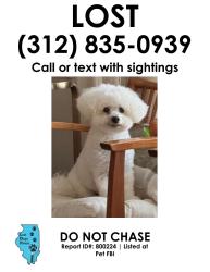 Reunited Male Dog last seen howard and california, Skokie, IL 60076