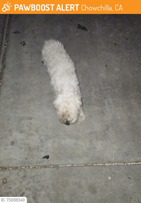 Found/Stray Female Dog last seen By s behind anderson pump, Chowchilla, CA 93610