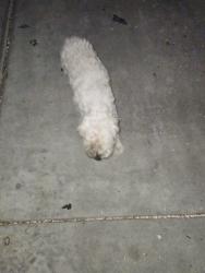 Found/Stray Female Dog last seen By s behind anderson pump, Chowchilla, CA 93610