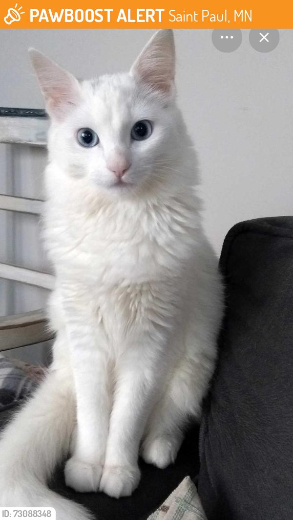 Found/Stray Unknown Cat last seen Idaho ave., Saint Paul, Saint Paul, MN 55106