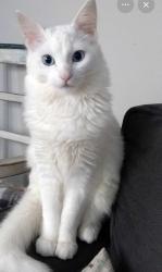 Found/Stray Unknown Cat last seen Idaho ave., Saint Paul, Saint Paul, MN 55106