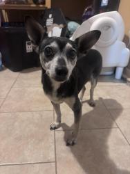 Found/Stray Male Dog last seen Near s Agnew ave, Oklahoma City, OK 73119