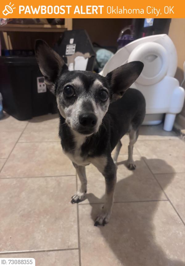 Found/Stray Male Dog last seen Near s Agnew ave, Oklahoma City, OK 73119