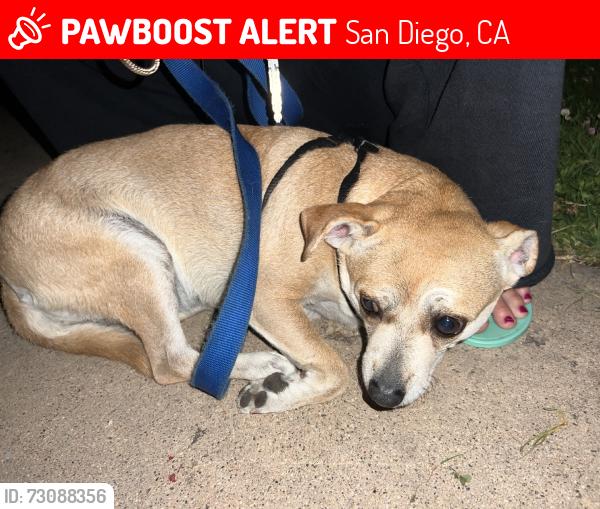 Lost Female Dog last seen Mission beach, San Diego, CA 92109