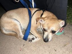 Lost Female Dog last seen Mission beach, San Diego, CA 92109