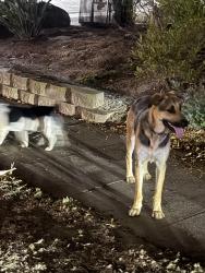 Found/Stray Female Dog last seen Guava ave, La Mesa, CA 91942
