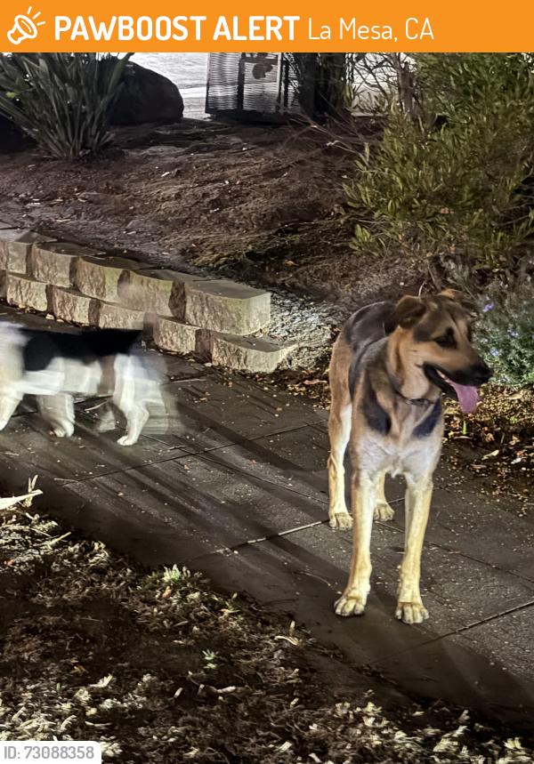 Found/Stray Female Dog last seen Guava ave, La Mesa, CA 91942