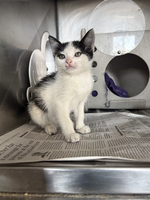 Shelter Stray Female Cat last seen S RIVERSIDE AVE X E RIALTO AVE, 333 Chandler Pl, San Bernardino, CA 92408, USA