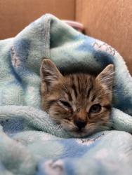 Shelter Stray Female Cat last seen BLANCHARD AVE & TULLOCK ST, FONTANA, CA, 92335, 333 Chandler Pl, San Bernardino, CA 92408, USA