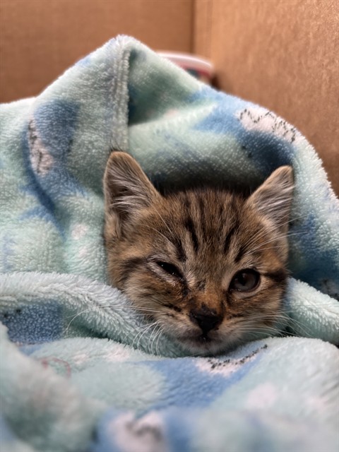 Shelter Stray Female Cat last seen BLANCHARD AVE & TULLOCK ST, FONTANA, CA, 92335, 333 Chandler Pl, San Bernardino, CA 92408, USA