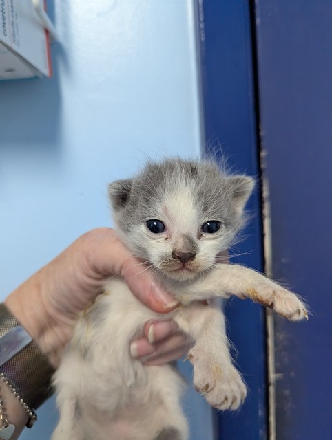 Shelter Stray Male Cat last seen Near BLOCK MONETA AVE, BAKERSFIELD CA 93308, 3951 Fruitvale Ave, Bakersfield, CA 93308, USA