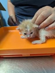 Shelter Stray Female Cat last seen Near BLOCK MONETA AVE, BAKERSFIELD CA 93308, 3951 Fruitvale Ave, Bakersfield, CA 93308, USA