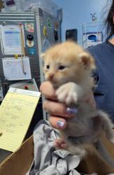 Shelter Stray Female Cat last seen Near BLOCK MONETA AVE, BAKERSFIELD CA 93308, 3951 Fruitvale Ave, Bakersfield, CA 93308, USA