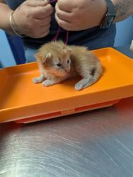 Shelter Stray Male Cat last seen Near BLOCK MONETA AVE, BAKERSFIELD CA 93308, 3951 Fruitvale Ave, Bakersfield, CA 93308, USA