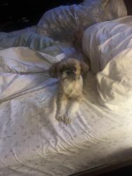Lost Female Dog last seen Dunn Avenue, Root street, 3rd Ave. right by the snowmobile trail, and Grindstone River area, Hinckley, MN 55037