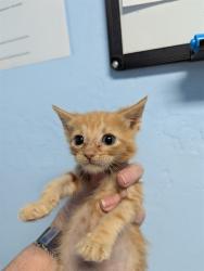 Shelter Stray Male Cat last seen Near BLOCK EMMY DR, BAKERSFIELD CA 93307, 3951 Fruitvale Ave, Bakersfield, CA 93308, USA