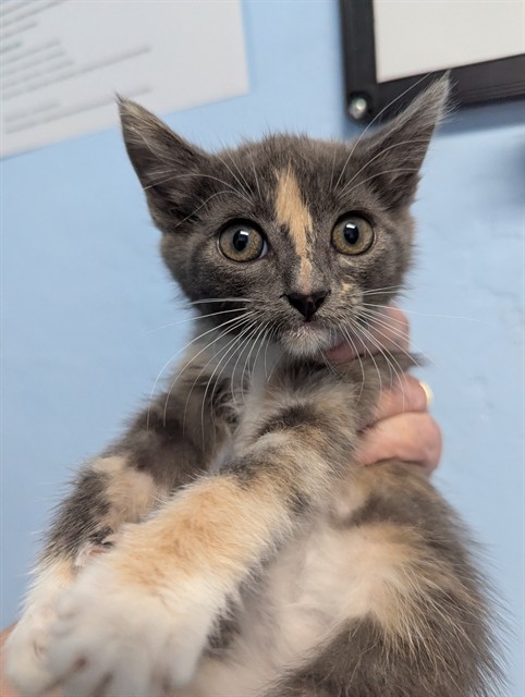 Shelter Stray Female Cat last seen Near BLOCK EMMY DR, BAKERSFIELD CA 93307, 3951 Fruitvale Ave, Bakersfield, CA 93308, USA