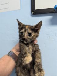 Shelter Stray Female Cat last seen Near BLOCK EMMY DR, BAKERSFIELD CA 93307, 3951 Fruitvale Ave, Bakersfield, CA 93308, USA