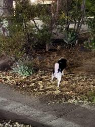 Found/Stray Unknown Dog last seen Guava st, La Mesa, CA 91942