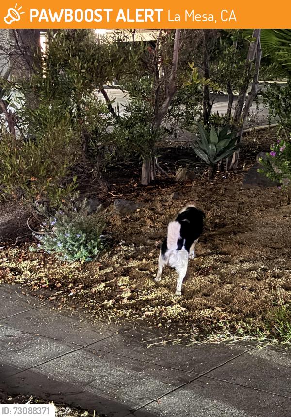 Found/Stray Unknown Dog last seen Guava st, La Mesa, CA 91942