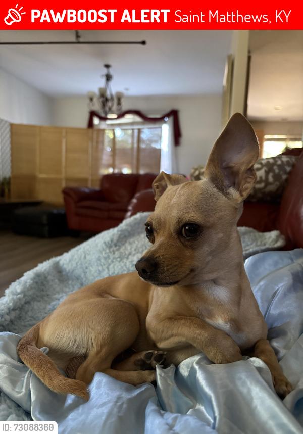 Lost Male Dog last seen jennings/clover drive, Saint Matthews, KY 40207
