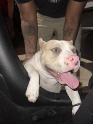 Found/Stray Male Dog last seen 134th ave, Maricopa County, AZ 85031